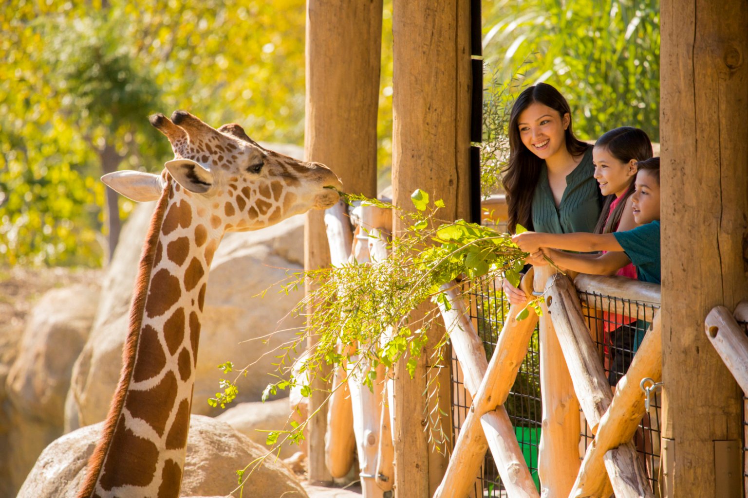 Girafa comendo com a família